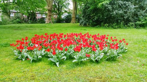 Red tulips in park