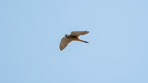 Low angle view of eagle flying in sky