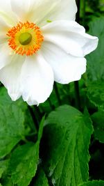 Close-up of white hibiscus blooming outdoors