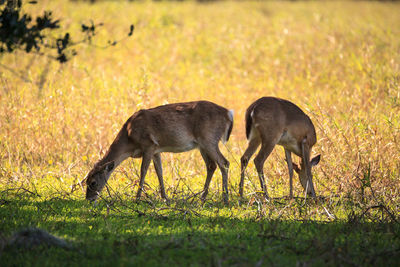 White-tailed deer odocoileus virginianus forages for clover in the wetland 
