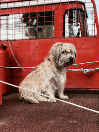 Dog sitting on red outdoors