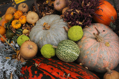 Different types of pumpkins and squashes with shining colours and interesting shapes 