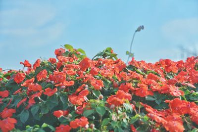 Close-up of red flowers blooming against sky