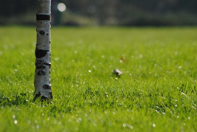 Surface level of grassy field