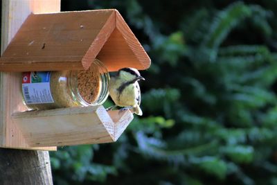 Close-up of birdhouse