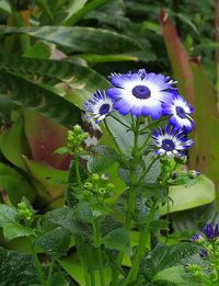 Close-up of purple flowers blooming outdoors