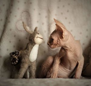 Close-up of sphynx hairless cat with toy sitting on bed at home