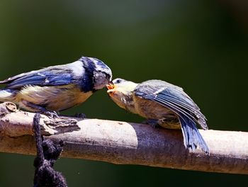 Close-up of birds perching on wood