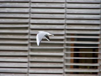 Close-up of bird