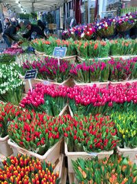 Tulips at the columbia flower market