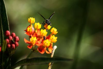 Close-up of insect on yellow flower