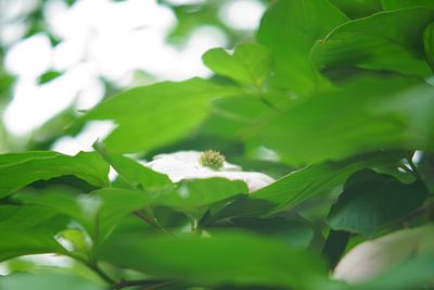 Close-up of white flowering plant