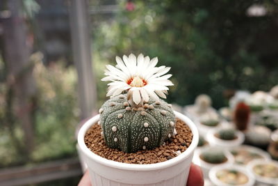 Close-up of potted plant