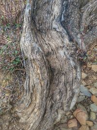 Close-up of tree trunk in forest