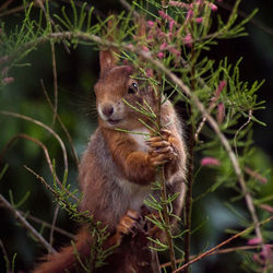 Close-up of squirrel on tree