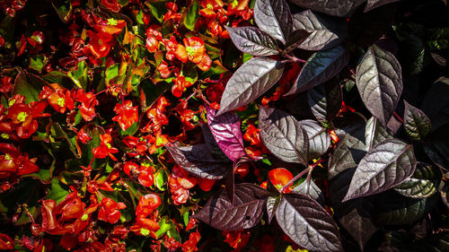 High angle view of red flowering plant