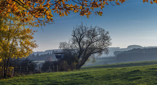 Trees on field against clear sky