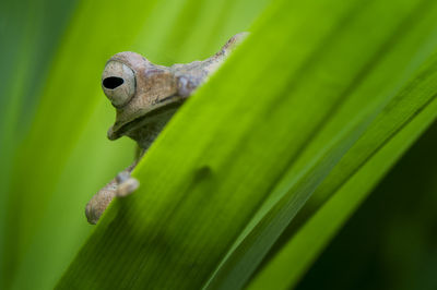 Close-up of lizard on leaf