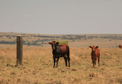 Cows standing in a field