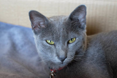 Portrait of cat relaxing at home