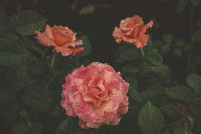 Close-up of rose blooming outdoors