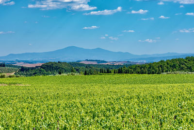 Scenic view of agricultural field against sky