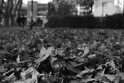 Close-up of leaves in autumn