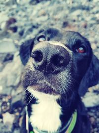 Close-up of dog looking away