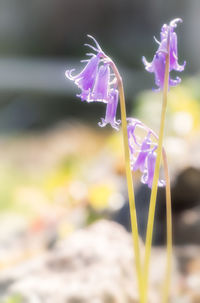 Close-up of purple crocus blooming outdoors