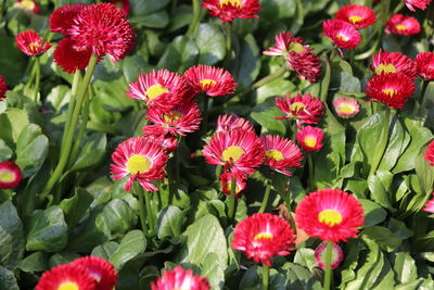 Close-up of pink flowering plants