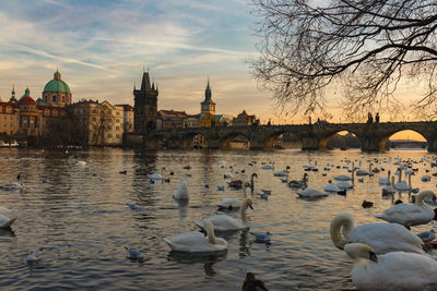 View of birds in river against buildings