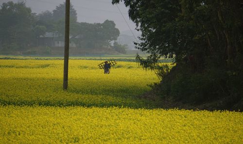 Scenic view of agricultural field