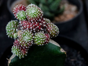 Close-up of berries growing on plant