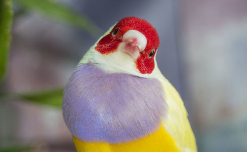 Yellow red-headed gouldian finch 