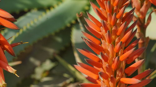 Close-up of succulent plant