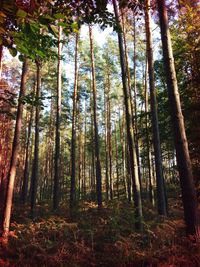 Trees in forest