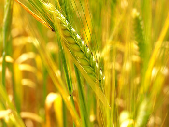 Close-up of wheat growing on field