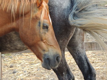 Close-up of horse on field