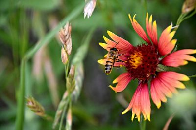 Close-up of butterfly pollinating on flower