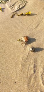 High angle view of dog on sand