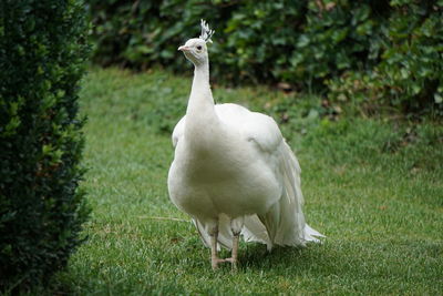 White heron standing on field