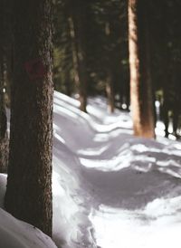 Trees on snow covered tree