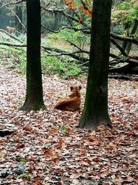 Cat on tree in forest during autumn