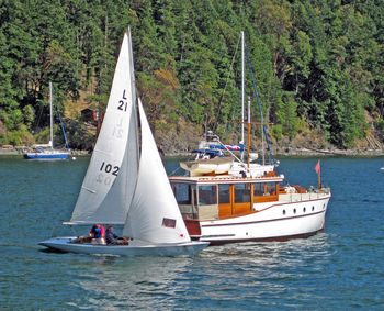 Sailboat sailing on sea by trees