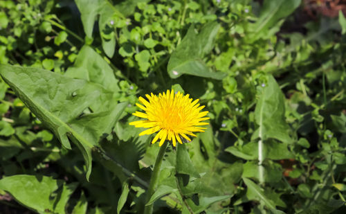 Close-up of yellow flowering plant