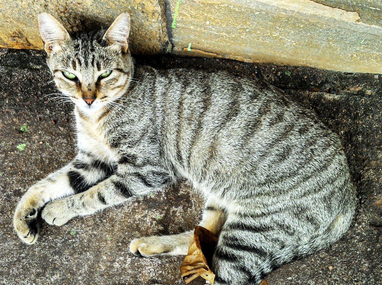 domestic cat, cat, feline, animal themes, mammal, pets, domestic animals, one animal, relaxation, whisker, resting, lying down, high angle view, sleeping, tabby, looking at camera, portrait, relaxing, indoors, no people