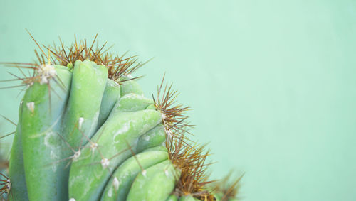 Close-up of succulent plant