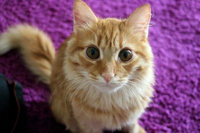 Close-up portrait of a cat