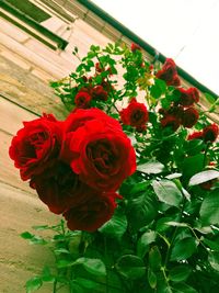 Close-up of red rose