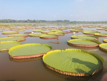 Panoramic shot of lotus water lily in lake against sky